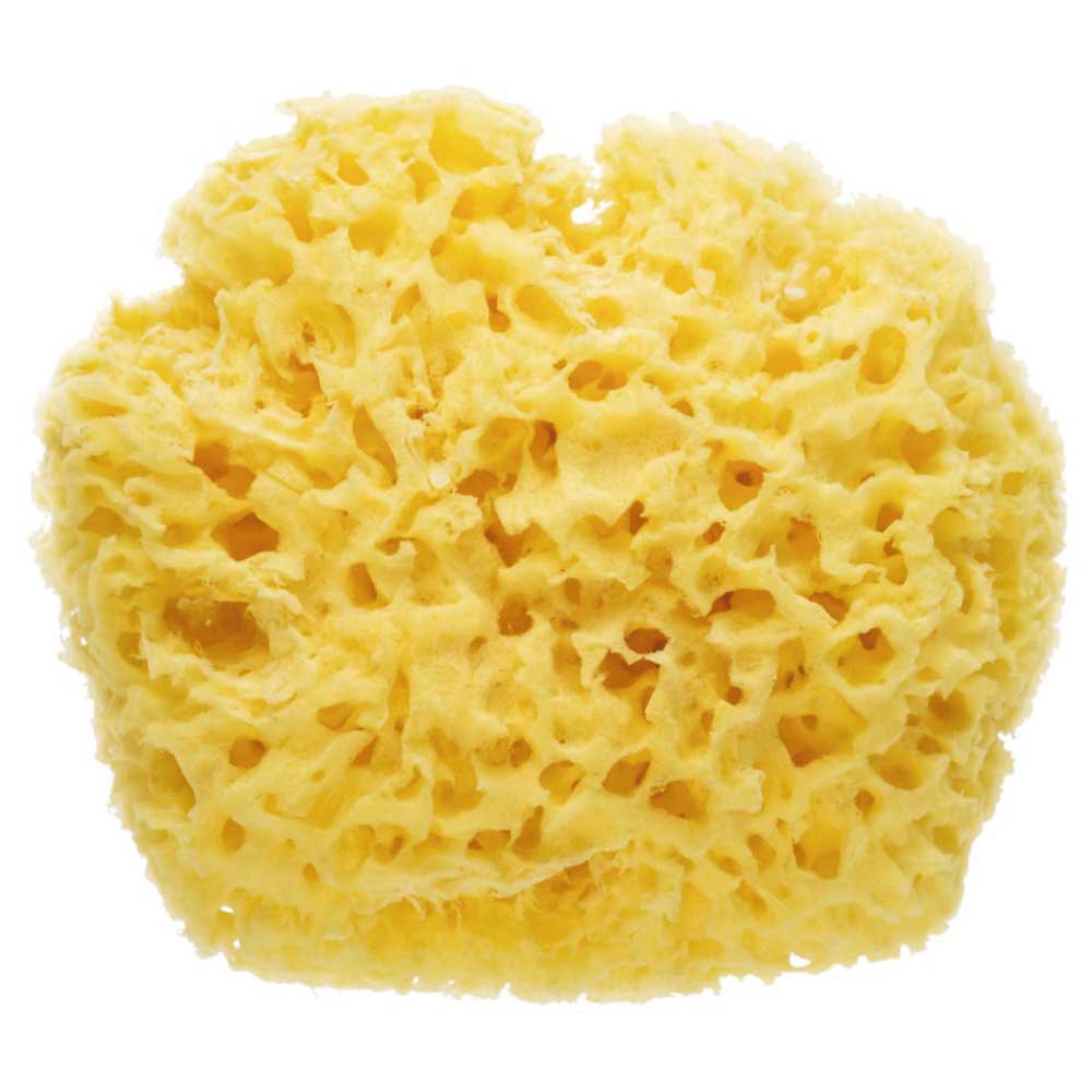 Natural Sponge